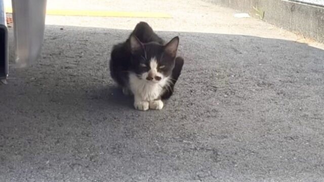 子猫と見間違うほどガリガリ…1.8kgしかない成猫が最後の力を振り絞って