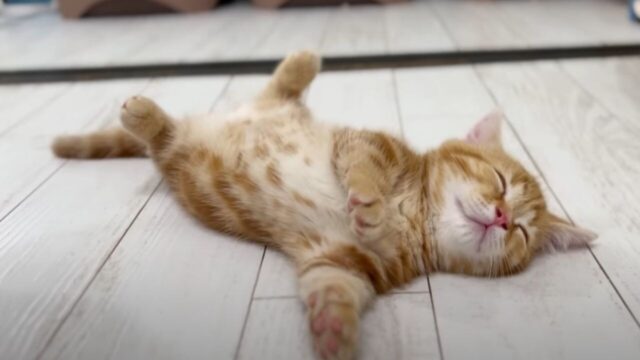 まるで充電が切れたみたい！じゃれあう子猫たちの横で幸せそうに眠り続ける茶トラ猫さん