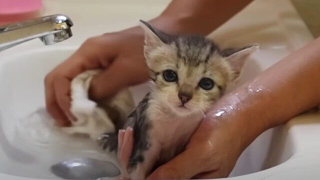 びしょびしょ姿もかわいい！保護した子猫がニャン生初のお風呂を経験して