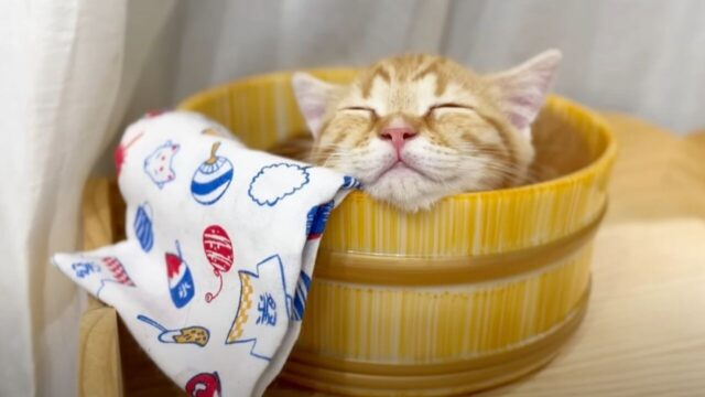 スヤスヤ眠る子猫の表情がたまらん！猫部屋に風呂桶を設置してみたら…？