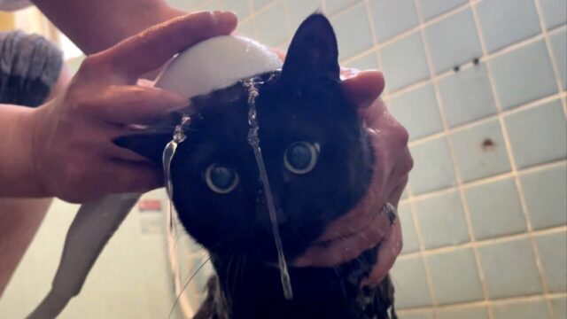 鹿児島の古民家で暮らす猫ちゃん、灰まみれからシャワーですっきりビフォーアフター！