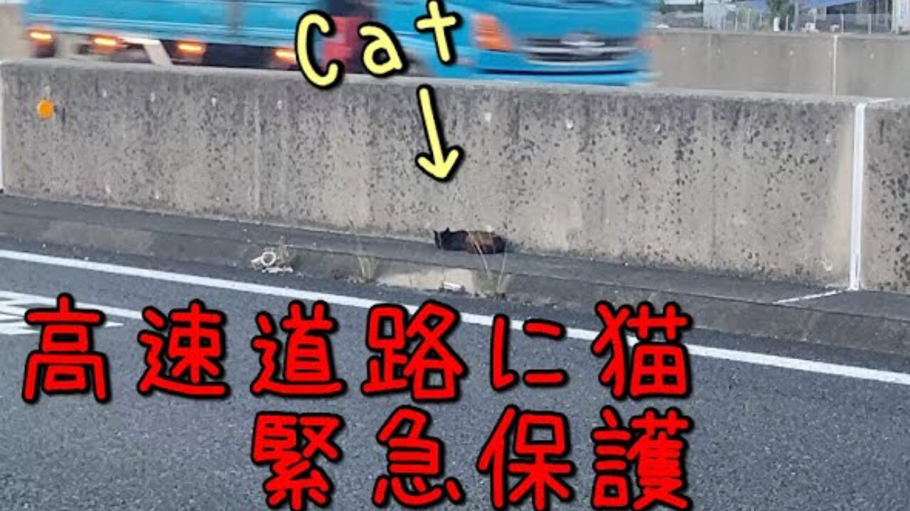 失敗は許されない命がけの救出劇！高速道路の中央分離帯でうずくまる黒