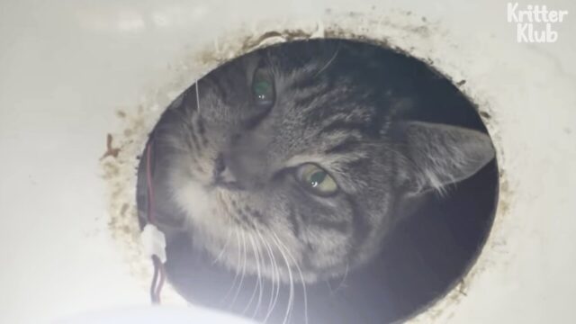 見張られているバスルーム…天井裏からの視線の主は野良猫！奇妙な2か月同居を経て救出！