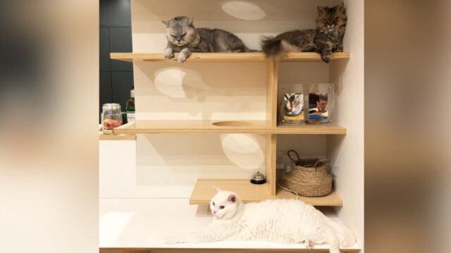 自宅に盛り込んだ“こだわり”も紹介！人も猫も快適で幸せな家づくりを提案する猫好き夫婦の「一級建築士事務所」