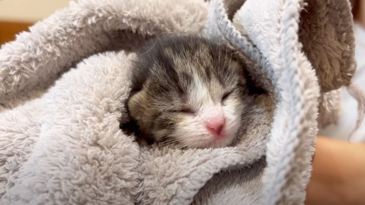 へその緒がついた赤ちゃん猫を駐車場で発見！わずか生後2日の子猫を