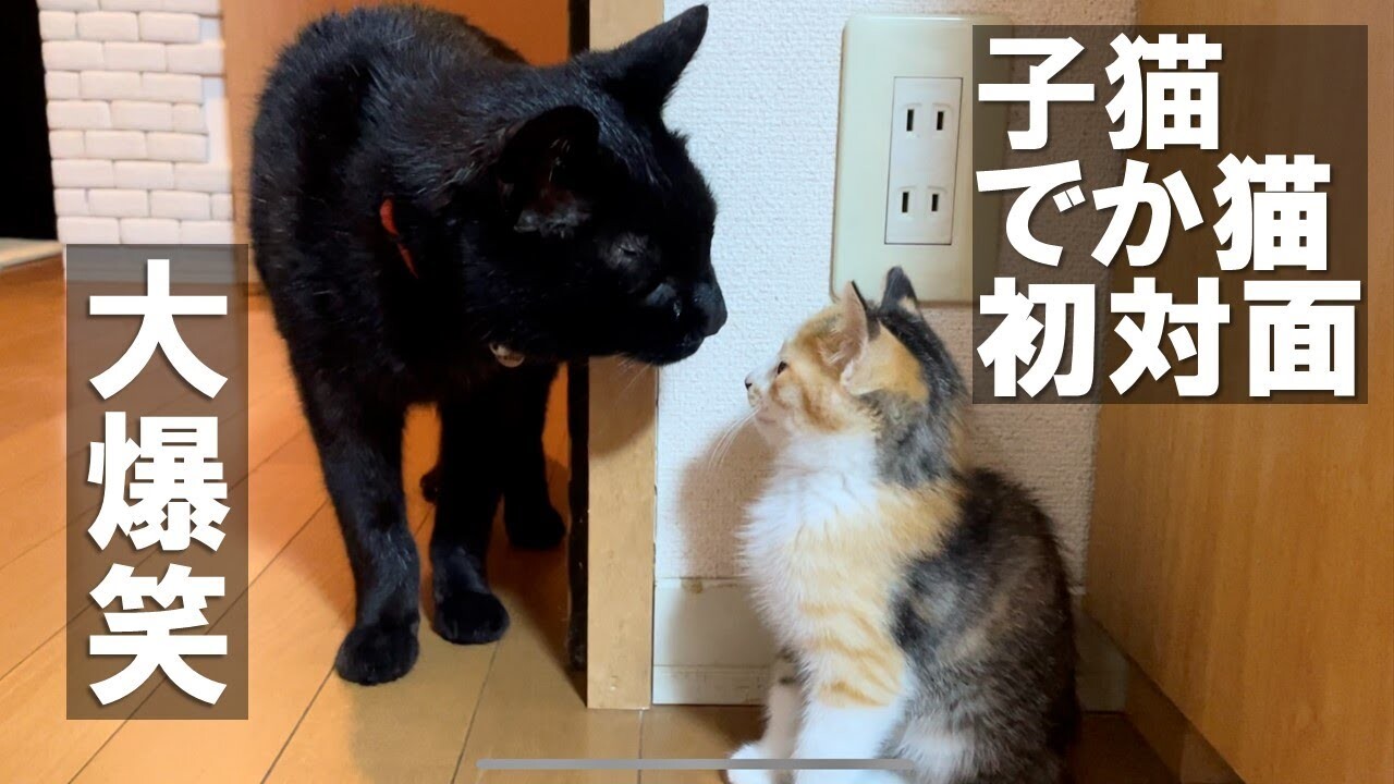 3者3様の面白リアクション！でか猫お兄ちゃんたちと小さな保護猫が