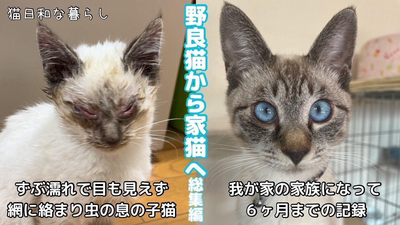 ずぶ濡れの姿で動けなくなっている野良猫を発見！虫の息だった子猫を見守った6ヶ月間の記録｜ねこナビ