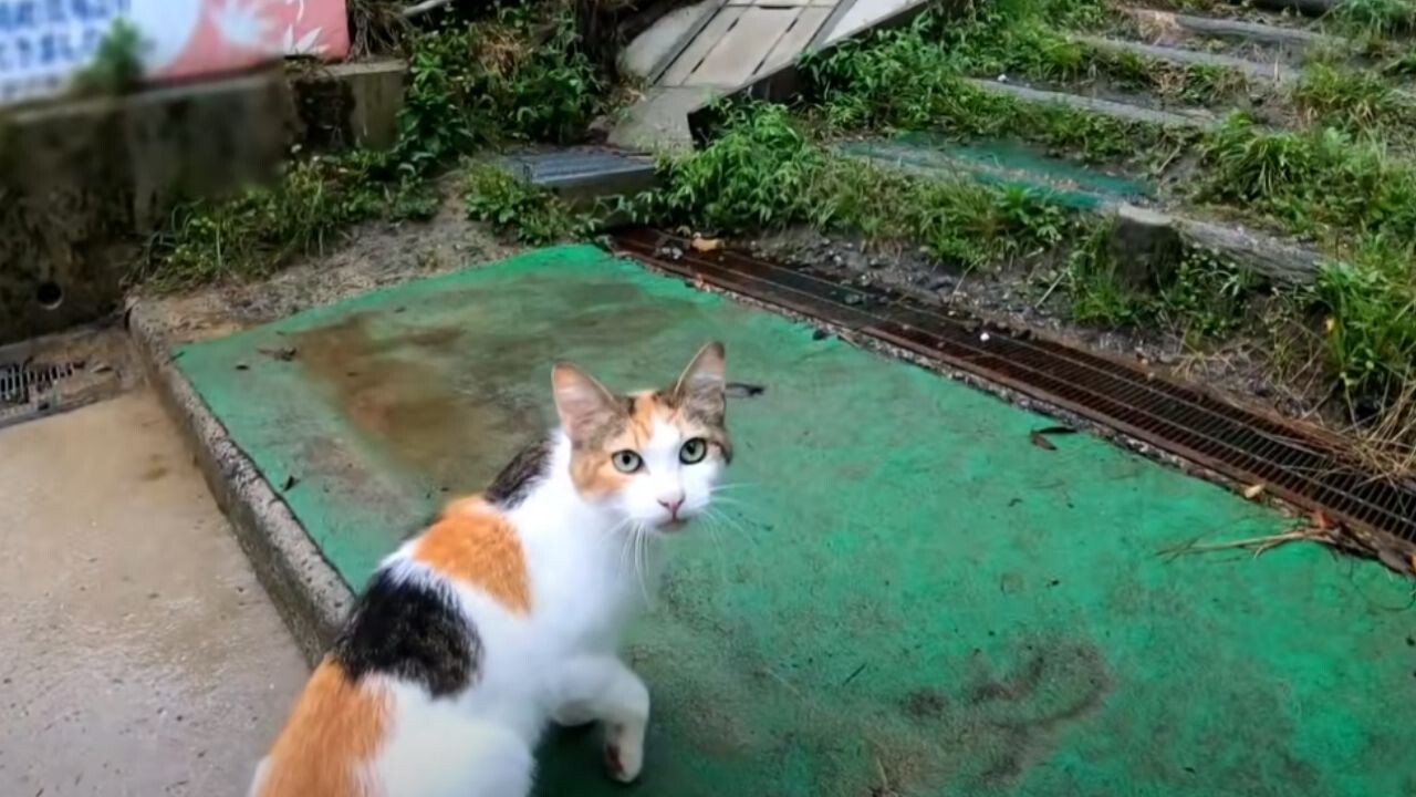 紹介されたのは“意外な相手”！子猫を産んで間もない三毛猫ママに「つい