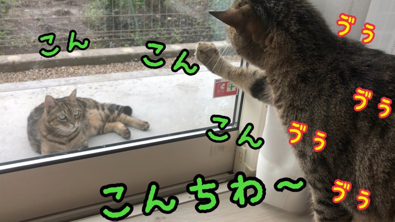 ねこ☆お気軽にコメントどうぞ こ、こんちわ～！！」はっきり喋った！窓の外にやってきた野良猫に律儀