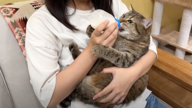 ”赤ちゃん返り”な光景がかわいい”！でっかい哺乳瓶で「成猫用ミルク」を愛猫にあげてみたら？
