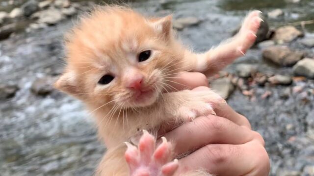 「無事に生きてくれていてありがとう」用水路で出会った1匹の茶トラ猫
