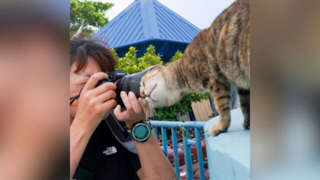 写真家を大歓迎する猫の「すっぽり」にほっこり！Twitterをザワつかせた猫のバズツイート9選
