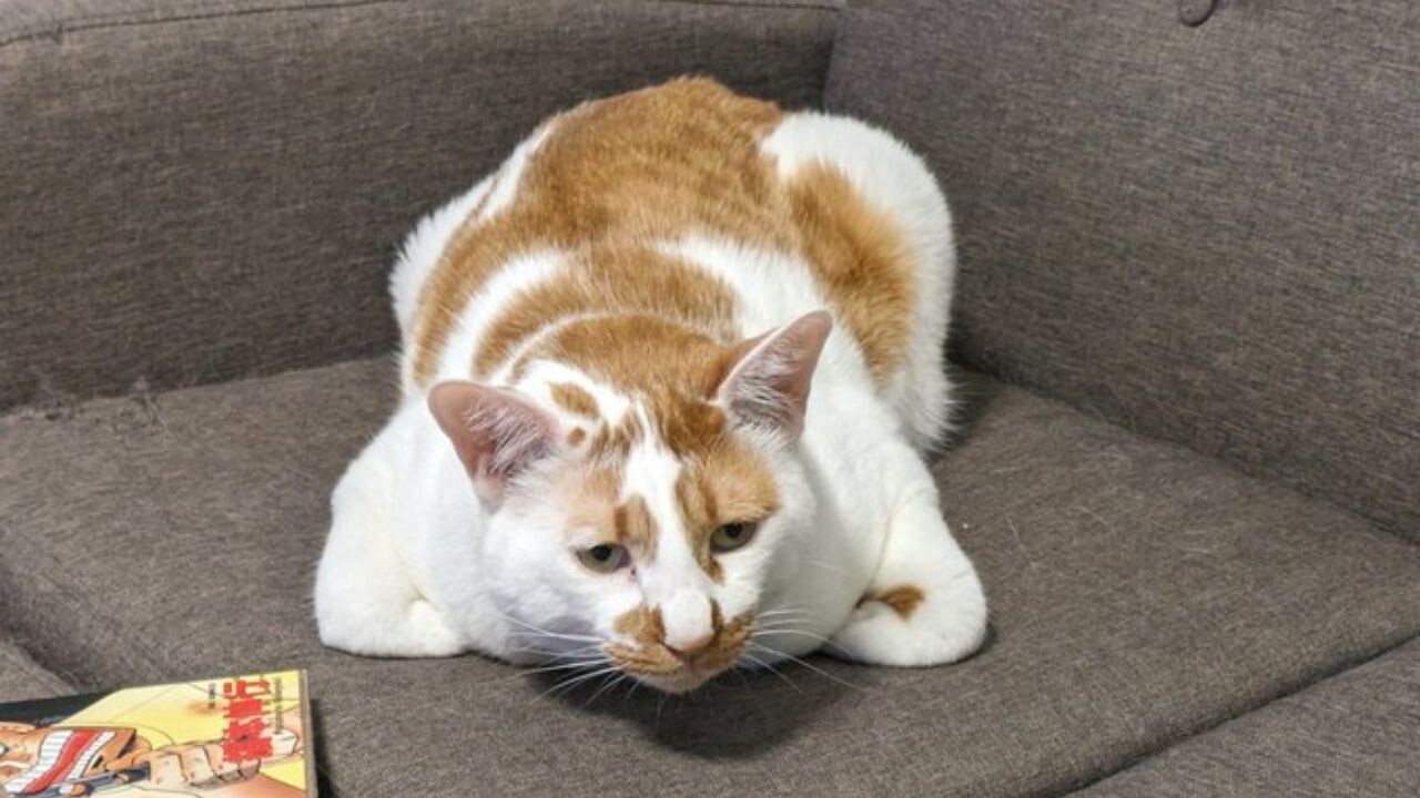 一味違う“香箱座り”に大爆笑！Twitterをザワつかせた猫のバズツイート7