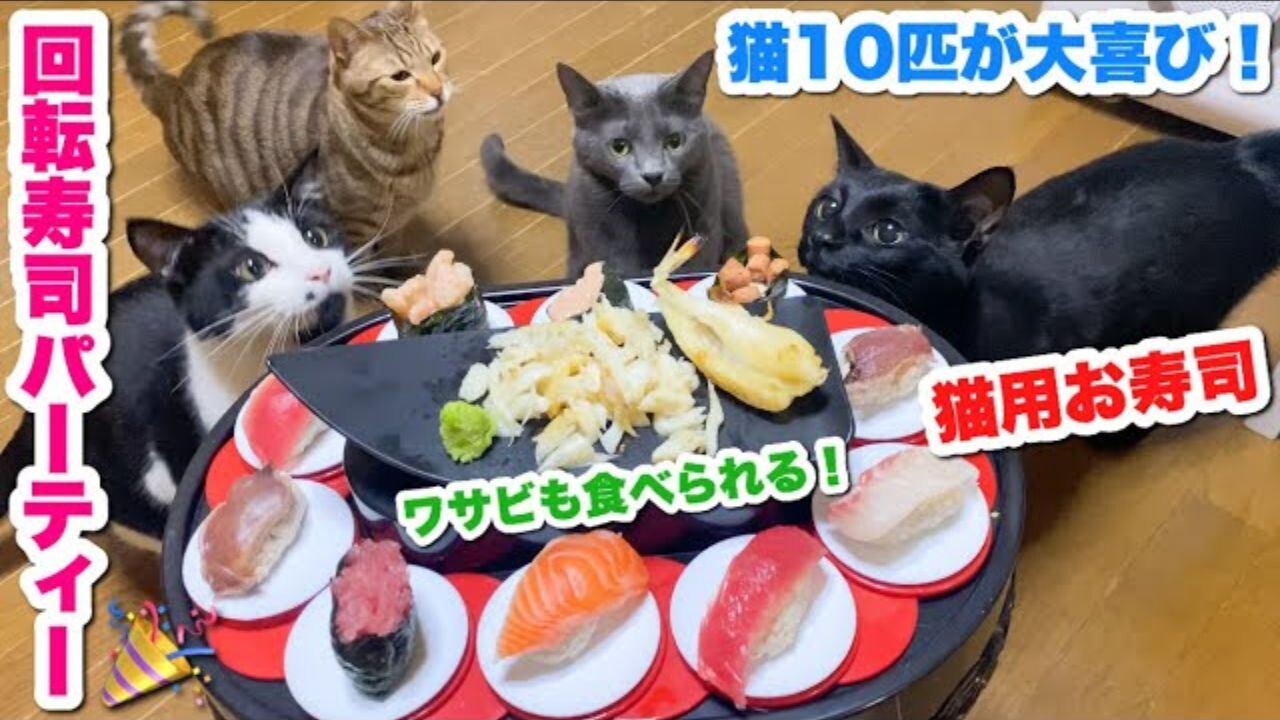 手作りの“猫用お寿司”を召し上がれ！保護猫10匹と「回転寿司」を楽しん