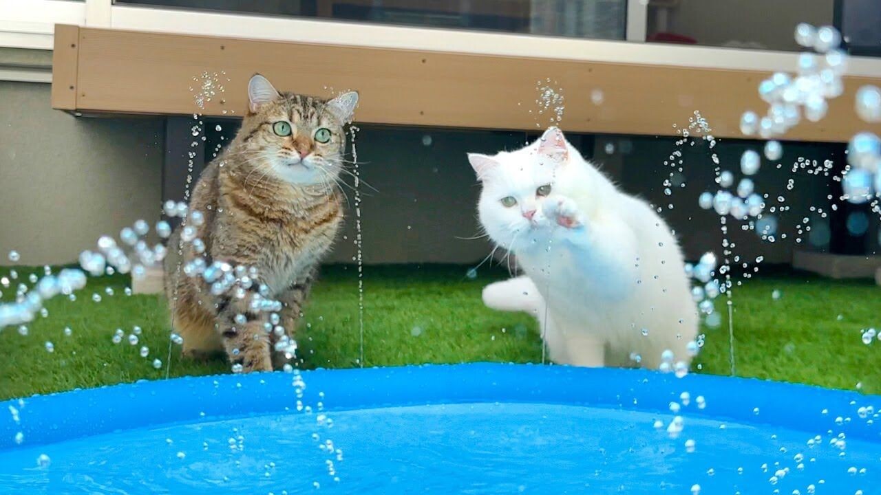 夏っぽさ全開の水遊び！庭に「噴水マット」を置いたら予想外の展開に