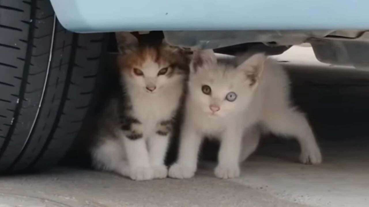 3時間粘って保護に成功！カラスから身を隠す2匹の子猫と出会って