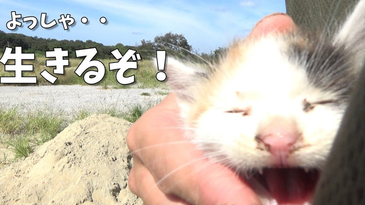 動物大家族に仲間入り！廃屋となった倉庫から生後1か月ほどの三毛猫を