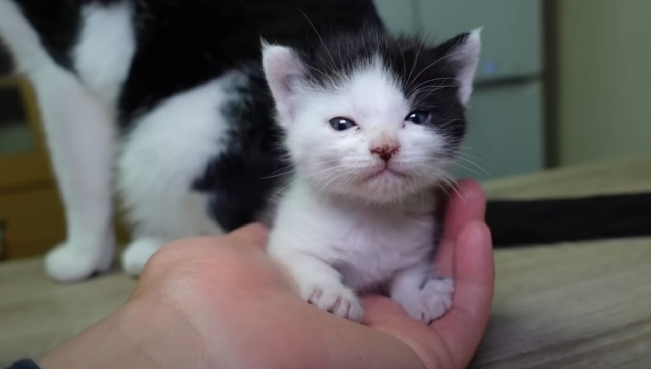 ふんばり親子猫　ハチワレ b57f422cad42e789528cf3bf361a7b