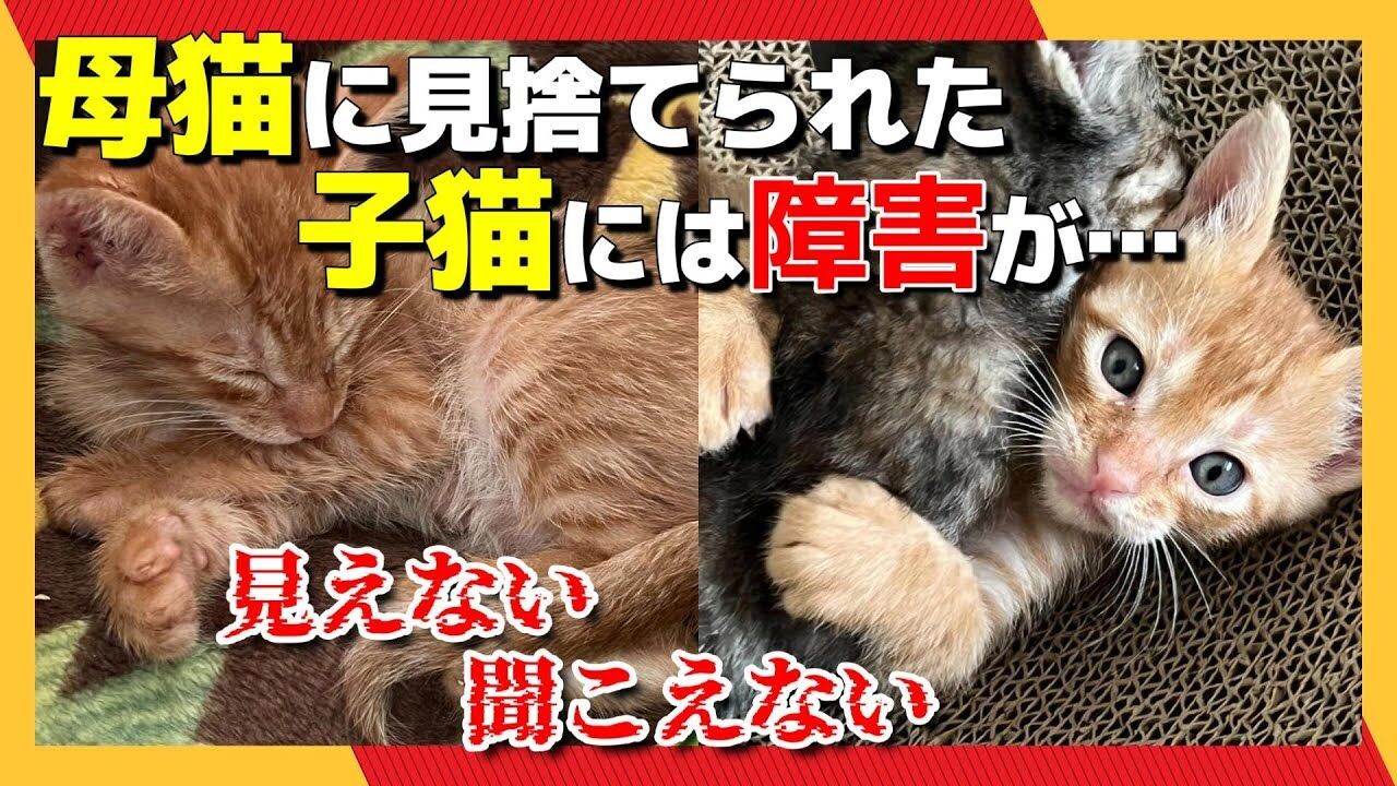 癒漓猫†断捨離中。 様 専用 ネコちゃんの終身お預かり