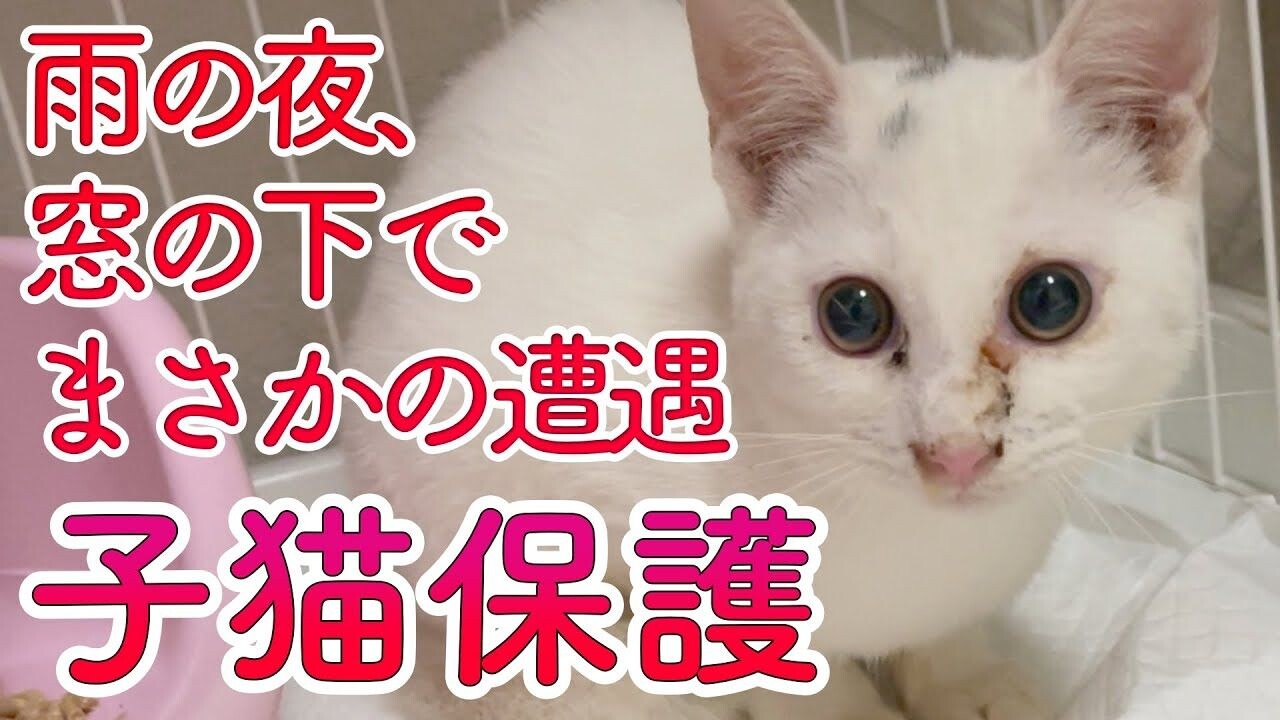 「ボクもおうちに入れてよ」 雨の夜に窓を開けると“まさかの訪問者”が…｜ねこナビ