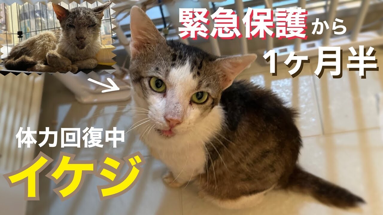 その命にありがとう… 「看取り」も覚悟してボロボロの野良猫を見守った