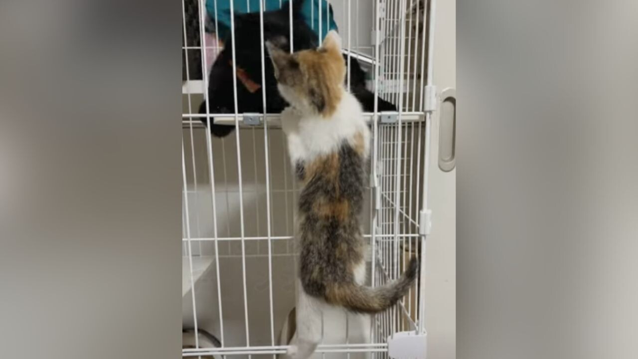 一生懸命な姿がかわいい…先住猫に会うためにケージをよじ登る子猫