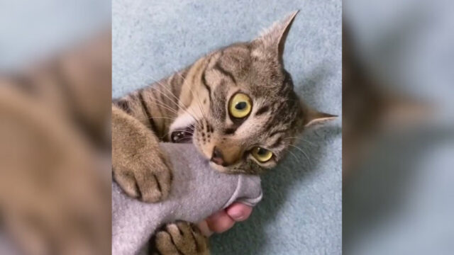 やばい、噛んじゃってた…！衝動的に噛みついた愛猫が”罪悪感”を見せた瞬間