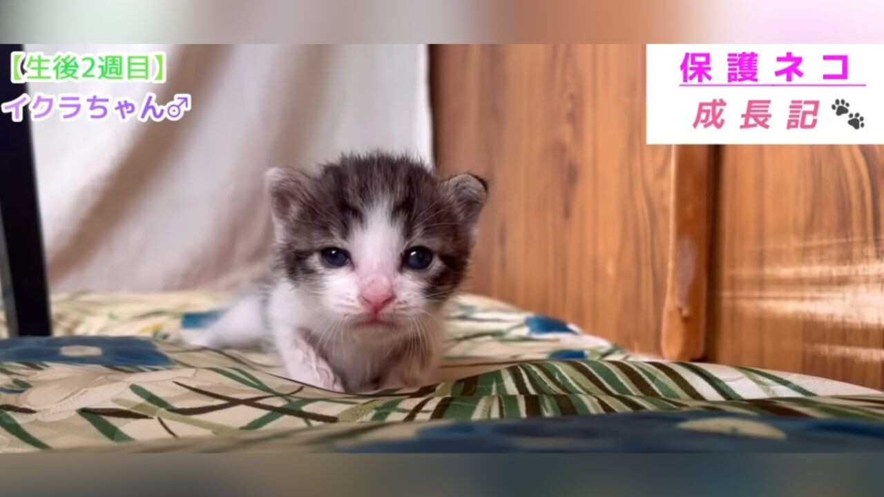 知識ゼロの状態で保護！近所の資材置き場で出会った”赤ちゃん猫”の成長