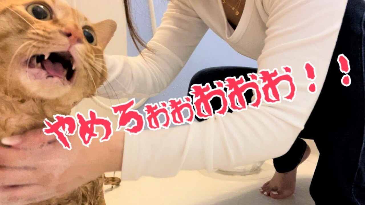 猫アレルギー氏 描描猫猫 猫アレルギーだけど猫飼いたすぎ物語」猫飼太陽