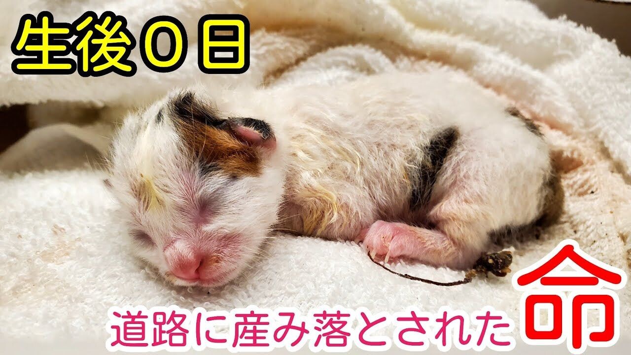 どうか生きてくれますように…羊水まみれ＆へその緒もついた”生後0日の