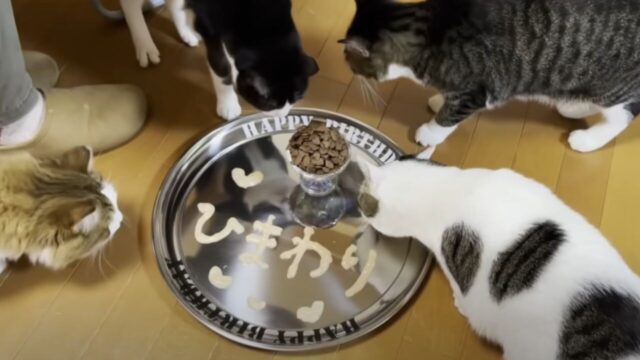 食いしん坊な姿がかわいい！他猫の「うちの子記念日」を”自分の誕生日”だと勘違いしちゃった猫さん