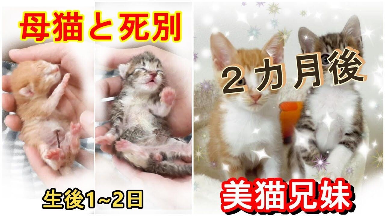 亡き母猫へ「家族になりましたよ」と報告！へその緒がついた”美猫兄妹