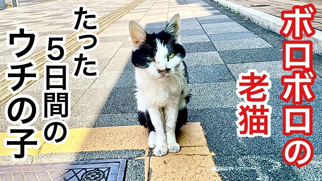 体重わずか1.8kg】 交差点で彷徨う”おばあちゃん猫”を保護して