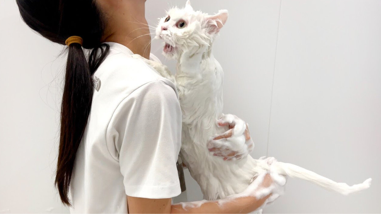 シャンプーはいやだ！」泡まみれで飼い主さんの背中によじのぼり文句を