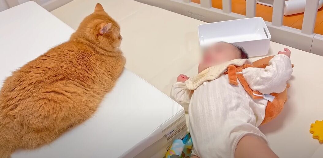 赤ちゃんを見守る猫