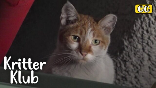 火事から逃れ11階の天井裏に住み着いた子猫…テナントオーナーによる救出大作戦