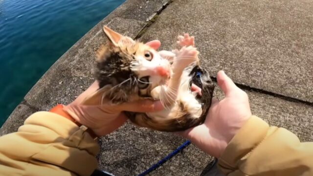 【絶体絶命のピンチ】 釣り中に溺れた三毛猫を発見！タモで捕獲を試みたら…？