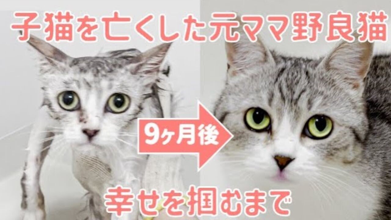 猫カルページ カード検索 ｜ Z/X - Zillions of enemy X - ゼクス公式サイト