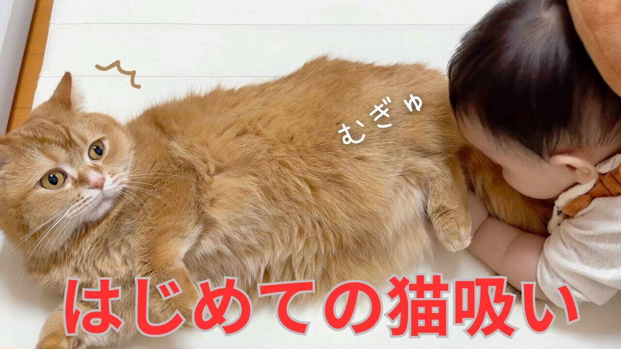 猫を吸いたい これぞカワイイの暴力】0歳児、猫吸いを覚える｜ねこナビ