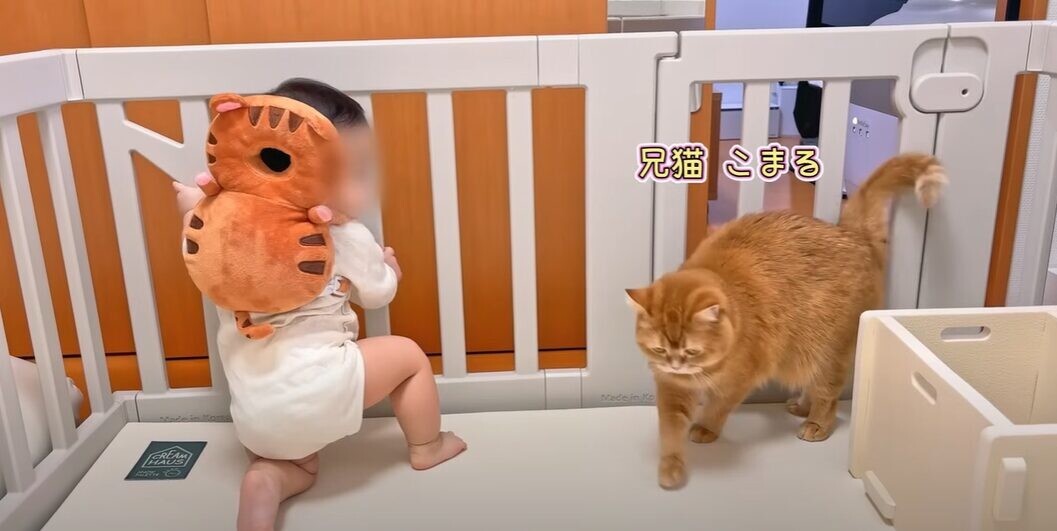 赤ちゃんに近づく猫