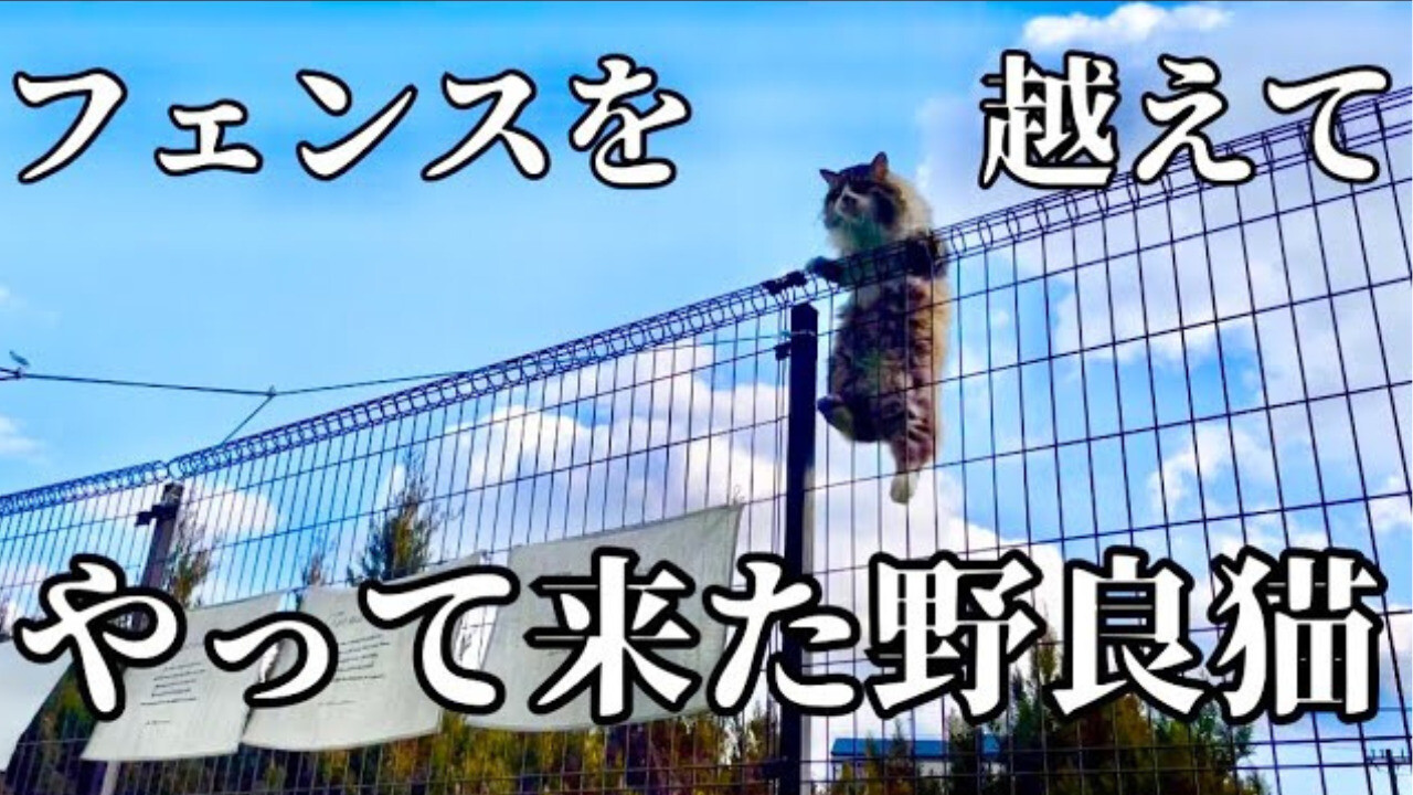 高いフェンスをよじ登ってやってきたタヌキのようなもふもふの野良猫