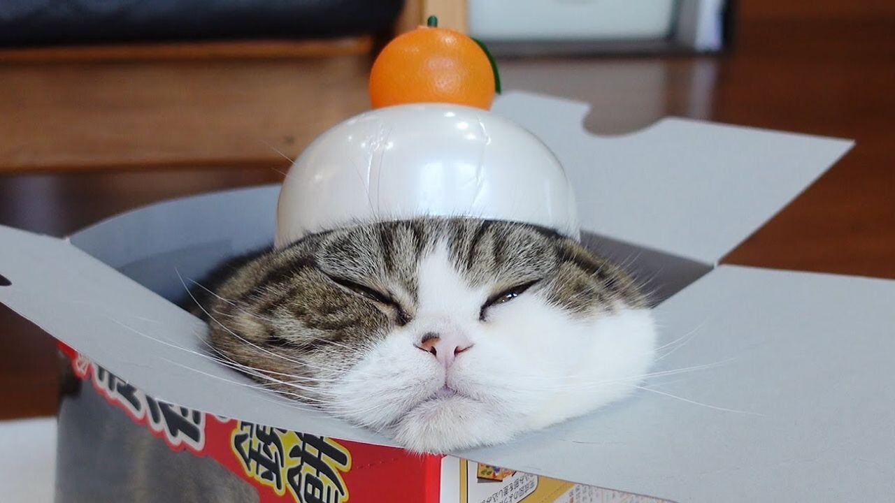 我が家にも飾りたい愛くるしさ！まんまるな”猫鏡餅”と迎える