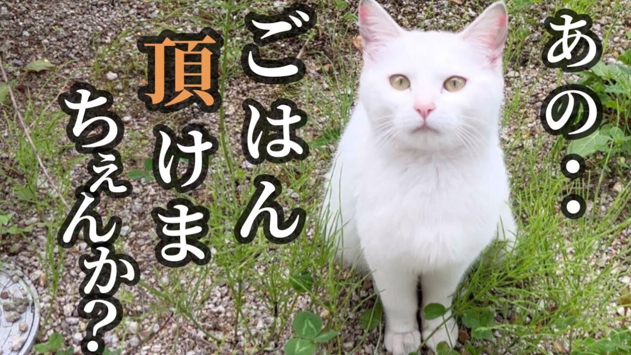 人嫌いで触ることもできず…ご飯を貰いに来る野良の白猫を「家族」に
