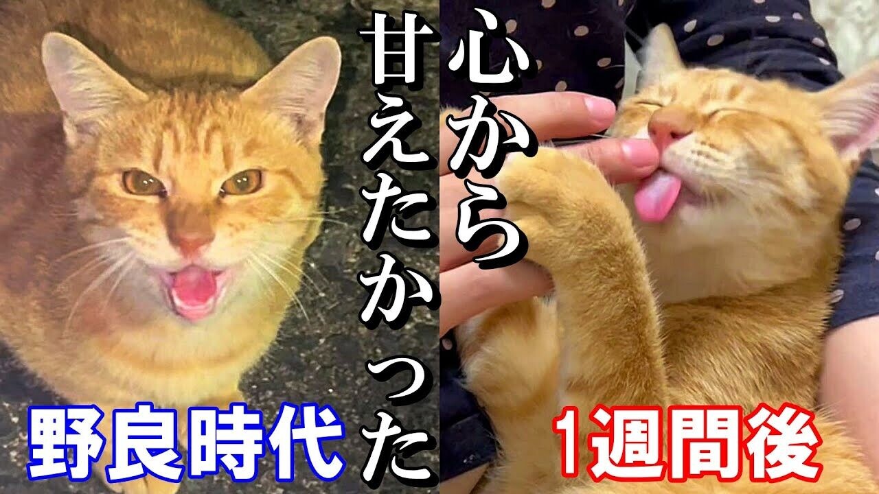 この人に甘えたい！」人懐っこい茶トラ猫を保護したら…のっけから超