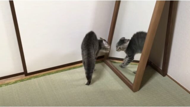 こいつは誰だ…！生まれて初めて「鏡」を見た猫のリアクション
