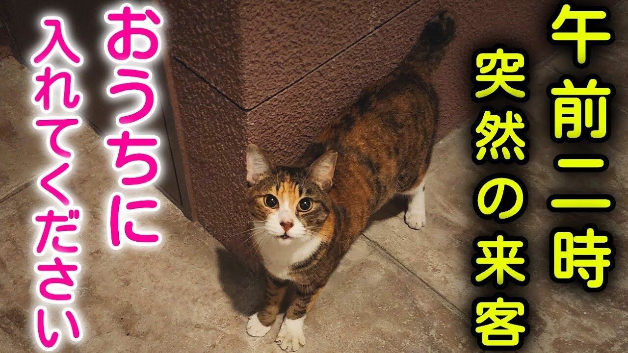 突撃アポなし訪問にノックアウト！玄関前で帰宅を待っていた野良猫さん