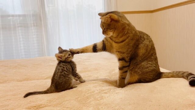 姉さんから子猫に教育的指導！猫同士ならではの絶妙なタイミングで猫社会のルールを教える
