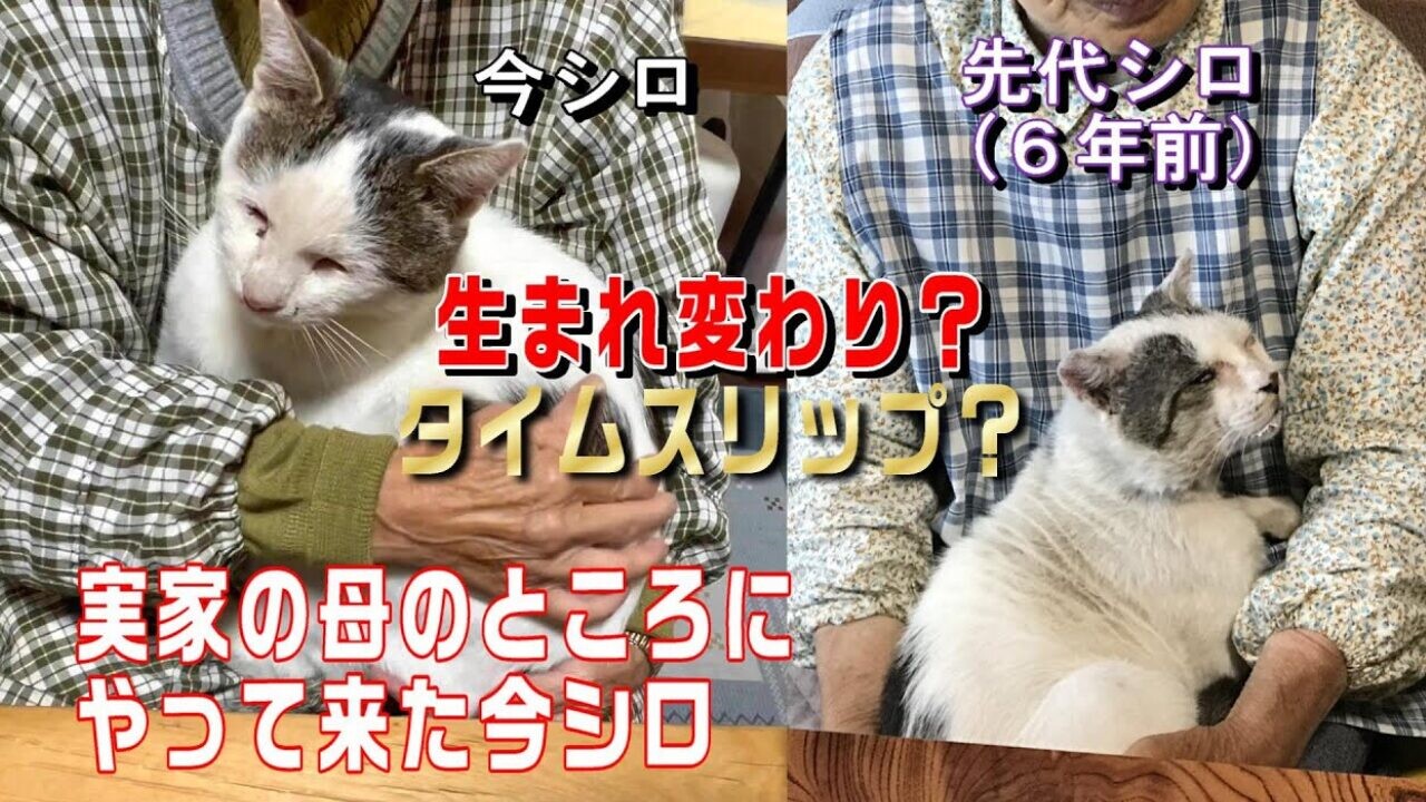 初版　貴重　レア　おばあちゃんのたんじょうび　カバーあり　猫　ねこ　読み聞かせ 初版 貴重 レア おばあちゃんのたんじょうび カバーあり 猫 ねこ