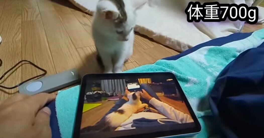 iPadを覗き込む猫