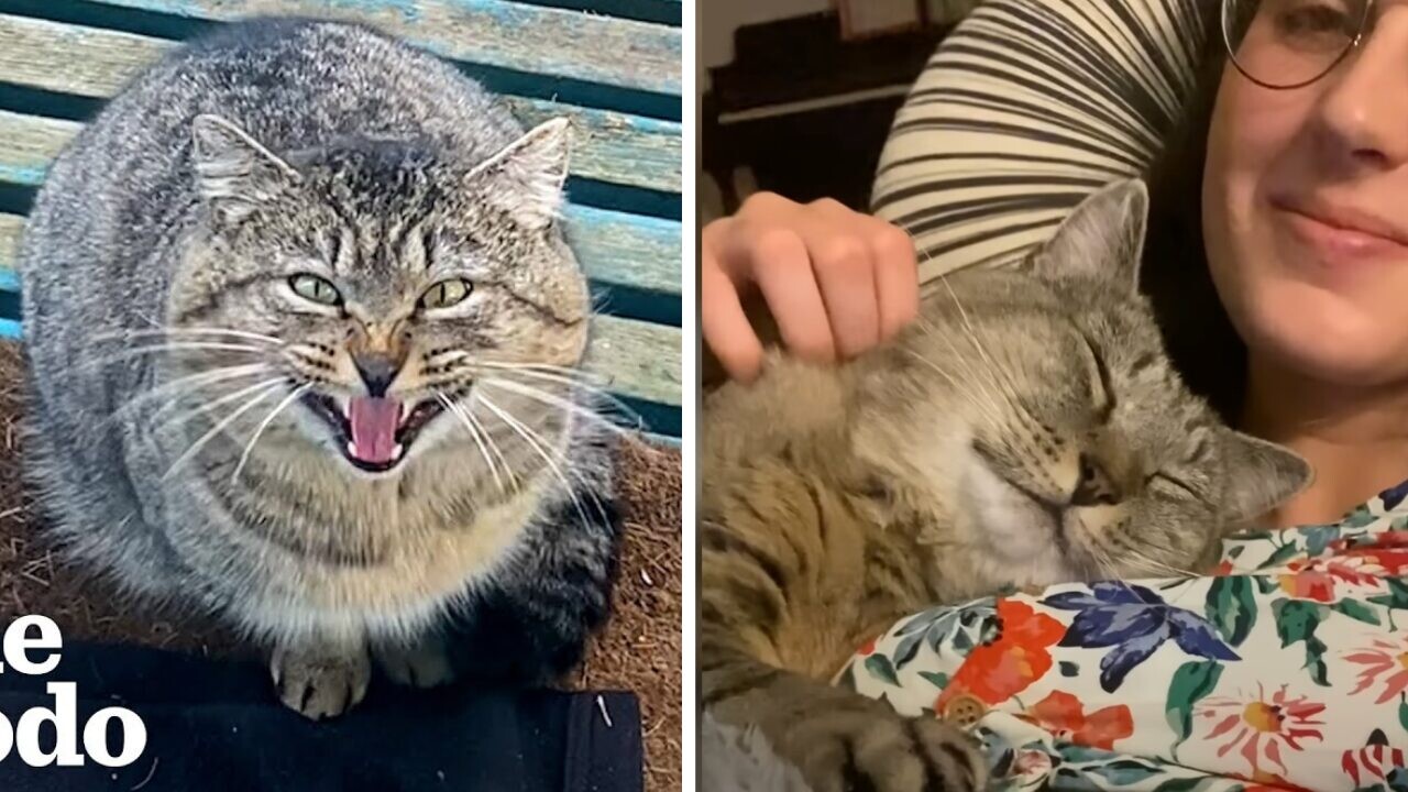 鋭い目つきの大人野良猫が超甘えん坊に…1年かけてゆっくりと愛と信頼を